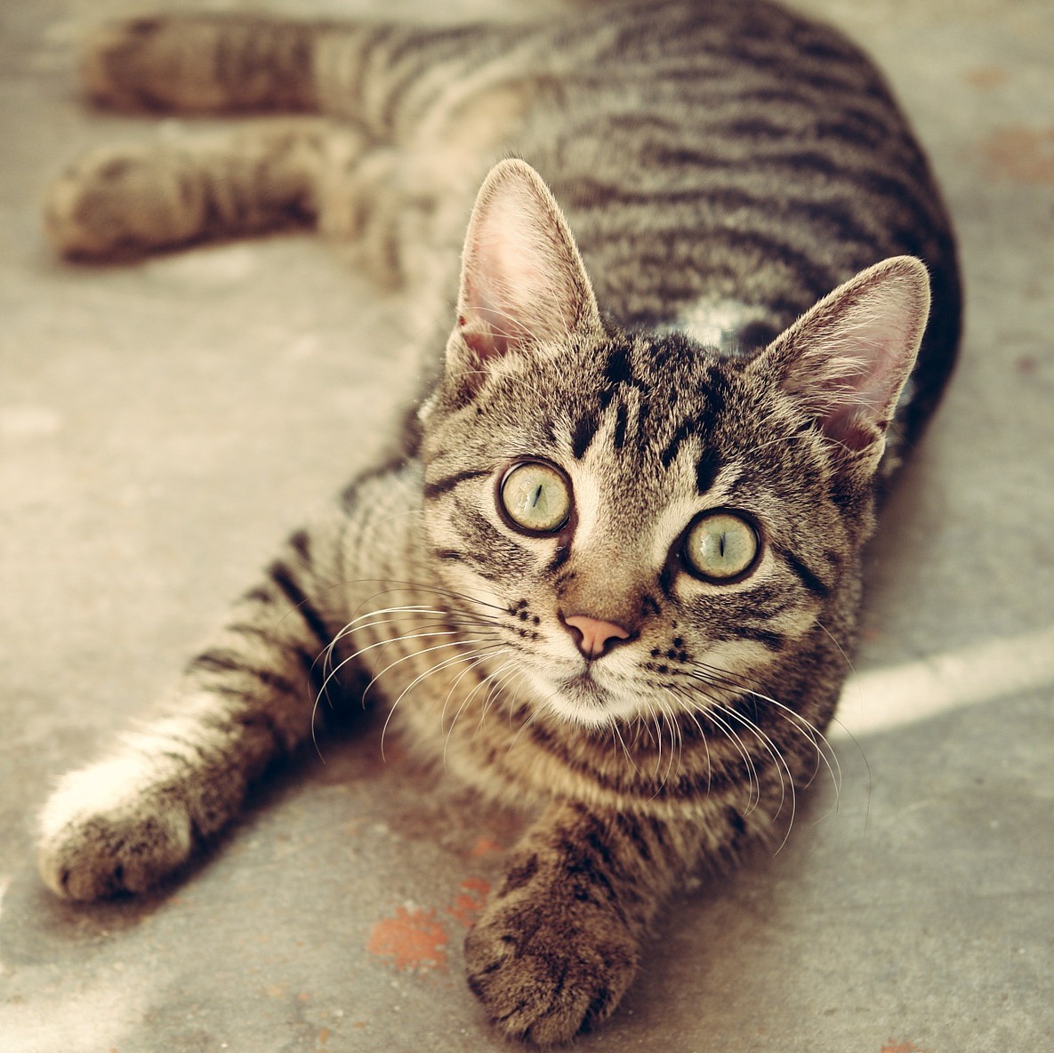 A Cute Kitty.